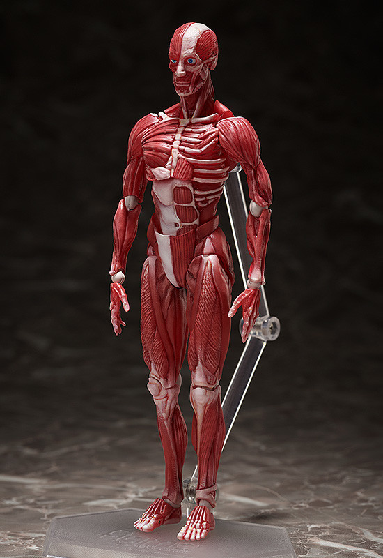 2点セット　骨 模型 人体模型 モデル 骨格模型　置物　レプリカ　レトロ